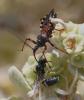 Rhynocoris sp.